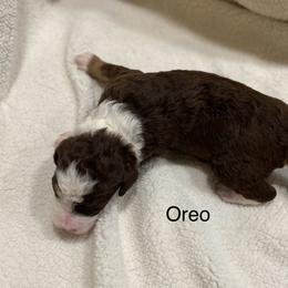 Aussiedoodle Puppies from White River Doodles