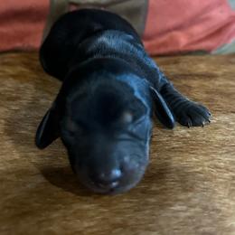 Tux - Black and cream male Dachshund puppy in Copperhill, Tennessee from Tuff Country Farm