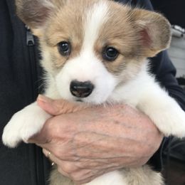 Pembroke Welsh Corgi Puppies from Winterflower Corgis