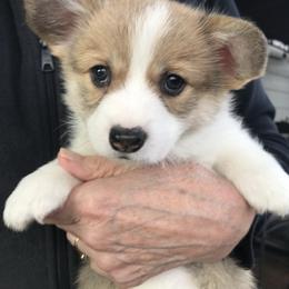 Pembroke Welsh Corgi Puppies from Winterflower Corgis