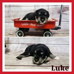 Luke - Black and silver male Miniature Schnauzer puppy in Lebanon, Missouri from Cedar Glades Canines