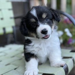 Pembroke Welsh Corgi Puppies from Solstice Farm Corgis