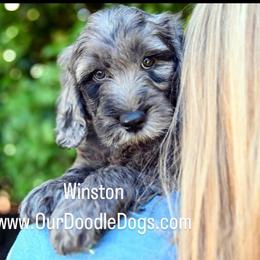 Boy 2 - Assorted Doodle Crosses puppy in Ocala, Florida from Dandy Doodles