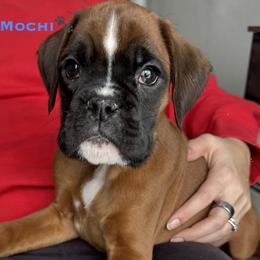 Mochi - Fawn male Boxer puppy in Cicero, New York from MK Boxer Haven of CNY