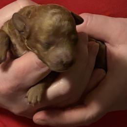 Little Lola - Apricot female Poodle puppy in Sherman, Texas from Ruth’s Poodles