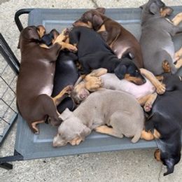 Doberman Pinschers from T.W. Dobermans of New Jersey