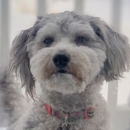 Aussiedoodles from Aussiedoodle Sky