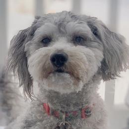 Aussiedoodles from Aussiedoodle Sky