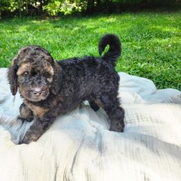 Cedar - Brindle male Poodle puppy in Troy, New Hampshire from SP Standard Poodles