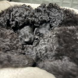 Poodle Puppies from Risa Poodles