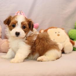 AKC Female 1 - Red female Havanese puppy in South Carolina from Premier Havanese Dogs