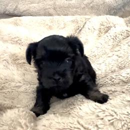 Miss Piggy - Black and tan female Yorkshire Terrier puppy in Goode, Virginia from Glass Hill Yorkies