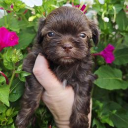 Chocolate Boy - Liver male Shih Tzu puppy in Vinita, Oklahoma from Locust Creek Shih Tzu & Havanese