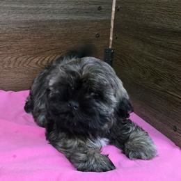 Trixy Girl 3 - Brindle female Shih Tzu puppy in Meadows Of Dan, Virginia from Walt’s Shih Tzus
