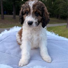Sage - Sable male Aussiedoodle puppy in Clarkston, Washington from Doodle & Poodle Palace