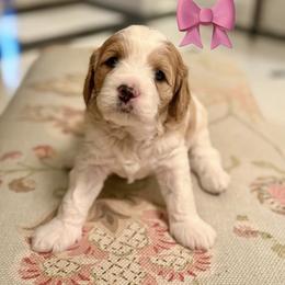 Cavalier King Charles Spaniel and Cavapoo Puppies from Waggin Tails