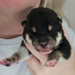 Jin - Black and tan male Shiba Inu puppy in Marianna, Florida from Diwasou