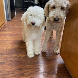 Goldendoodle All Grown Up from Doo a Little Doodle