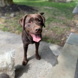 Zagz - Labrador Retriever