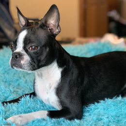 Boston Terriers and Companion Crosses from Antelope Creek Frenchtons