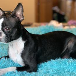Boston Terriers and Companion Crosses from Antelope Creek Frenchtons