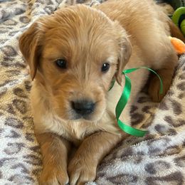 Mr. Green - Golden male Golden Retriever puppy in Garland, Texas from Rangel Family Goldens