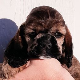 Cocker Spaniel Puppies from Doc's Cockers