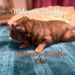 Teddy Bear Chai - Chocolate dilute male Chinese Shar-Pei puppy in Auburn, Kansas from Justin's Chinese Shar-Pei