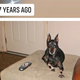 Manchester Terriers from Wilane Standard Manchester Terriers