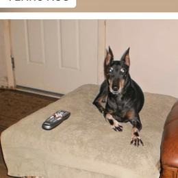 Manchester Terriers from Wilane Standard Manchester Terriers