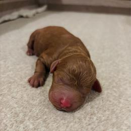 Summer - Red  female Goldendoodle puppy in Birmingham, Alabama from Ivy’s Doodles