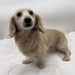Slinky - Dachshund
