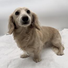 Slinky - Dachshund