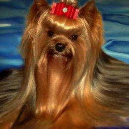 Lagotti Romagnoli and Yorkshire Terriers from Sherlyn Kennels