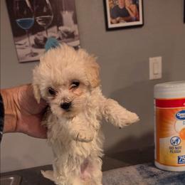 Snowy - White female Maltipoo puppy in Everett, Washington from Meadows Ranch