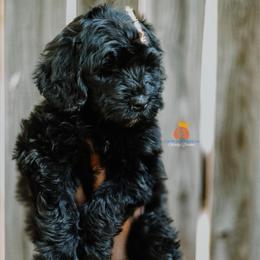 Boy 4 - Black male Bernedoodle puppy in Independence, Missouri from Crown Stephens Family Doodles