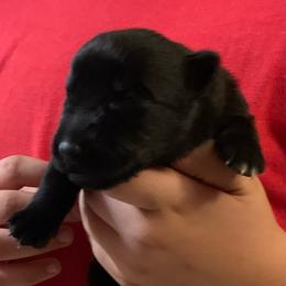 Black Female - Black female German Shepherd puppy in Effingham County, Illinois from Delaney Working Dogs