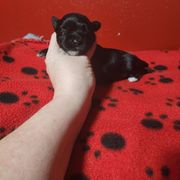 Pixie - Black and white female Shichon puppy in Imperial, Missouri from Shichon Teddybear  puppies of Miss