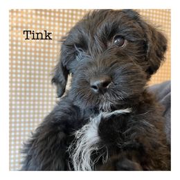 Tinkerbelle - Schnoodle puppy in North Salt Lake, Utah from Isla Skye Puppies