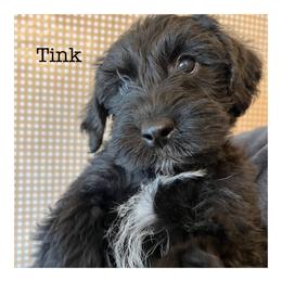 Tinkerbelle - Schnoodle puppy in North Salt Lake, Utah from Isla Skye Puppies