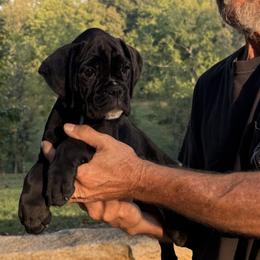 Millie - Brindle female Boxer puppy in Taft, Tennessee from Hillbillie Boxers