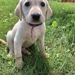Girl 1 - Yellow female Labrador Retriever puppy in Potosi, Wisconsin from Point and Flush Gun Dogs