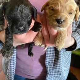 Cockapoo Puppies from Ouachita River Cockapoos