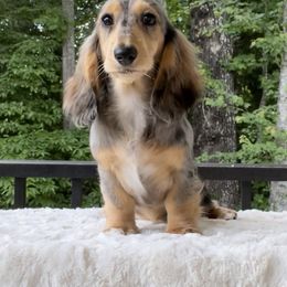 Lolli - Dachshund