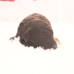 Espresso - Black female Goldendoodle puppy in Arlington, Texas from Chambers Doodle Patch