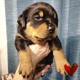 Red Boy - Black and tan male Rottweiler puppy in Kansas City, Missouri from KC Rottweiler Kingdom