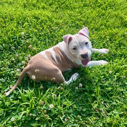 Carolina - Blue fawn female American Staffordshire Terrier puppy in Marietta, Georgia from Ambition Amstaffs