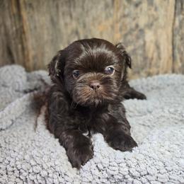 Tucker - Chocolate male Shih Tzu puppy in Mountain Grove, Missouri from Precious Puppies
