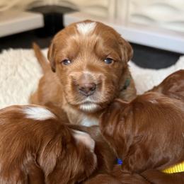Rio - Red  male Goldendoodle puppy in Pine Grove, California from Lundee Doodles