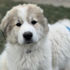 Paris (Miss Purple) - White and badger female Great Pyrenees puppy in Sapphire, North Carolina from Sapphire Valley Great Pyrenees